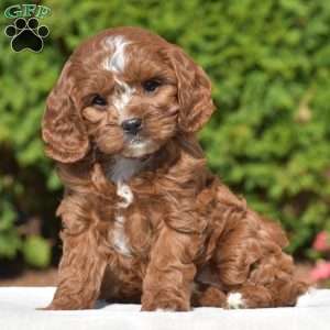 Jess, Cavapoo Puppy